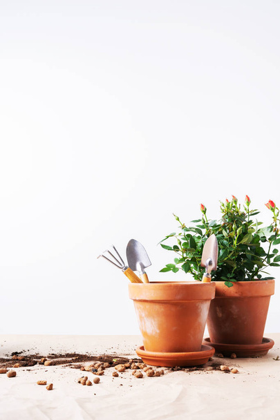 Mini Roses in ceramic flower pots and gardening tools  - Foto, Bild