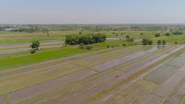 Pole ryżowe i grunty rolne w Indonezji - Materiał filmowy, wideo