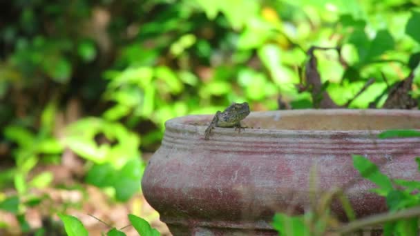 Oriental garden lizard or garden lizard, agamid lizard, agamidae family also know as dragons or dragon lizards. Basking in the sunshine, hd static shot close-up with a bokeh green foliage background. - Footage, Video