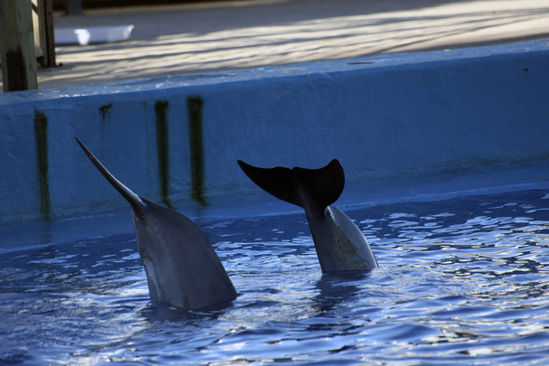 Хвосты дельфинов в аквариуме
 - Фото, изображение