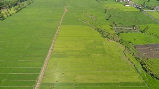 Tarasy ryżowe i grunty rolne w Indonezji - Materiał filmowy, wideo
