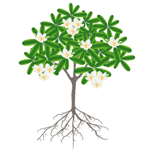 Drzewo z korzeni i kwiatów plumerii (Plumeria) na białym tle. - Wektor, obraz