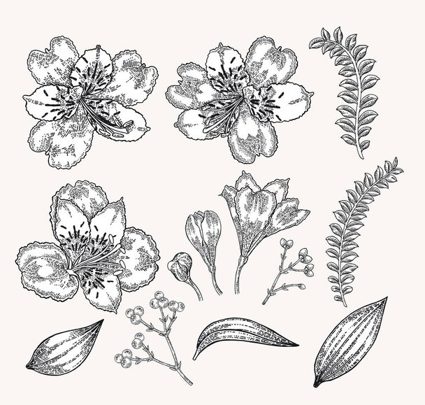 Lente bloemen instellen. Hand getrokken alstroemeria bloemen en bladeren. Vintage botanische vectorillustratie. - Vector, afbeelding