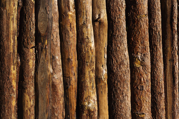Wooden texture background. Many round woods - Photo, Image