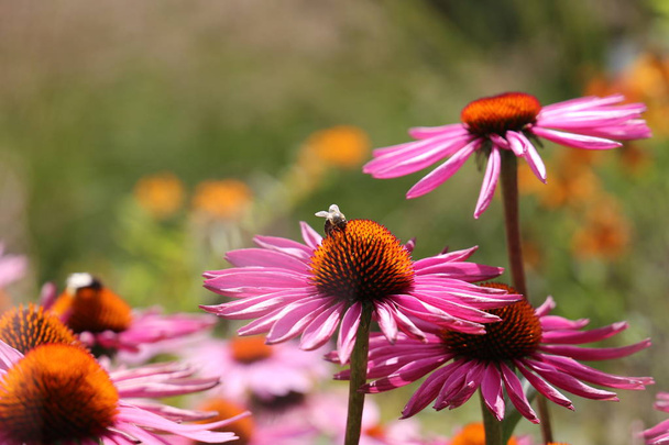 Lavender pink, Echinacea with spiky green cone brightened with orange tips - Photo, Image