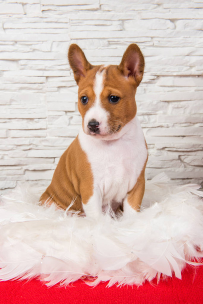 Divertente cane cucciolo rosso Basenji è seduto in piume bianche, biglietto di auguri
 - Foto, immagini