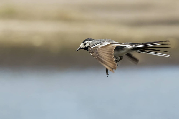 Closeup of a White Wagtail, Motacilla alba, in flight. Bird with white, gray and black feathers. The White Wagtail is the national bird of Latvia - Photo, Image