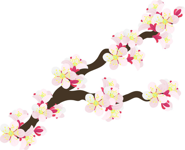 Ilustracja ładny śliwkowe kwiaty - Wektor, obraz