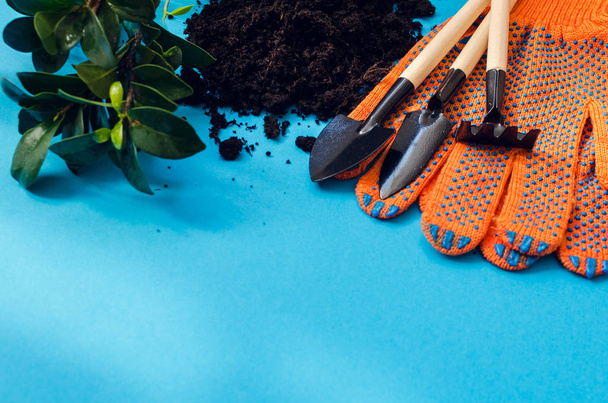 Planting home plants indoors. Home gardening concept. Earth, gloves and tools on blue background. Work of gardener. Preparation for spring. Floristics and flower shop, florist. Copy space. - Photo, Image