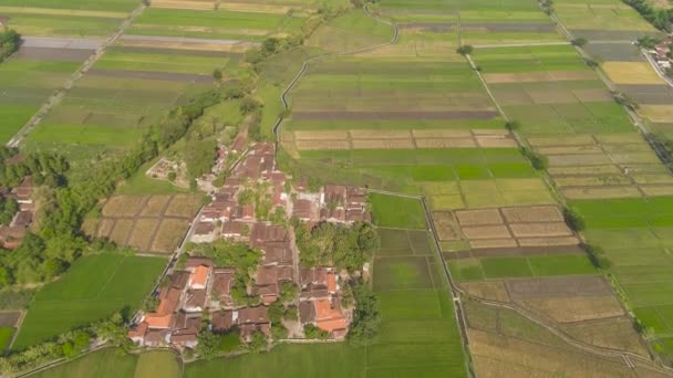 Riisipelto ja maatalousmaa Indonesiassa - Materiaali, video