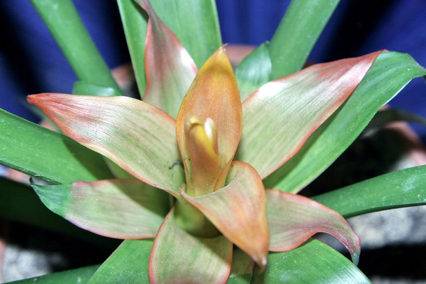 Guzmania tricolor flower - Photo, Image