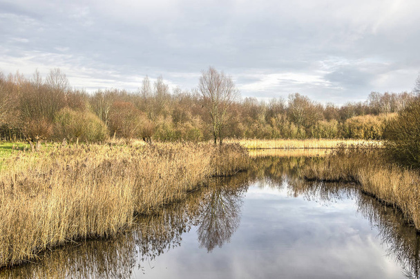 Roseaux autour d'un étang dans les bois près de Delft, Pays-Bas, avec des arbres et des buissons au loin, par une journée presque sans vent en hiver
 - Photo, image