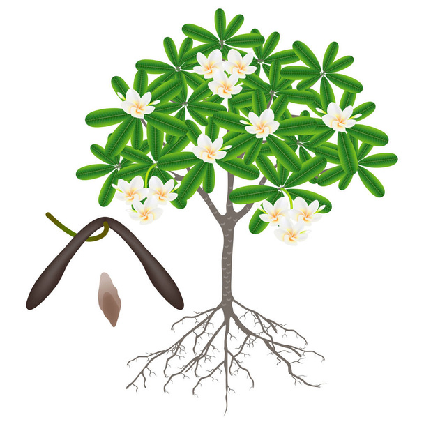 Delen van een boom frangipani (Plumeria) op een witte achtergrond. - Vector, afbeelding
