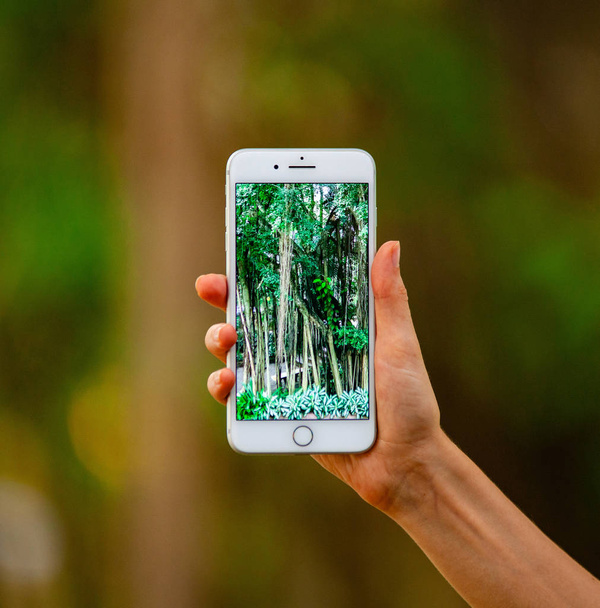 Concepto de fotografía móvil. Mujer de mano sosteniendo el teléfono inteligente y tomando fotos de flores y árboles en el fondo. La profundidad del campo. Concepto de naturaleza. Copiar espacio
. - Foto, Imagen