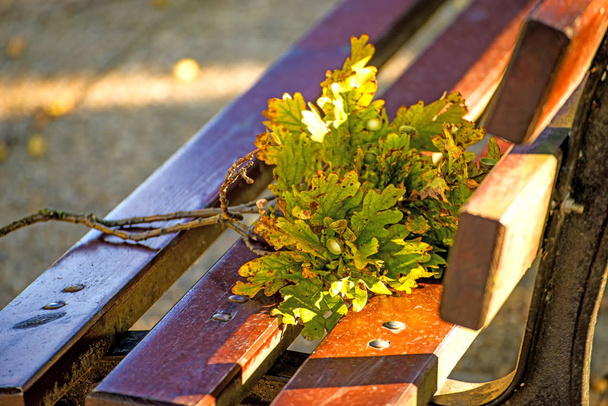 banco de parque em sol outonal com ramo de carvalho
 - Foto, Imagem