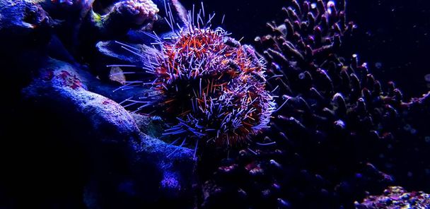 İğnelik Urchin, Kıllı (Tripneustes gratilla) - Fotoğraf, Görsel