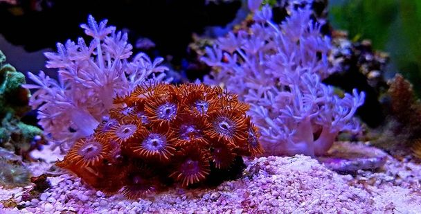Цветной зоантус полип, аквакультивируемый в рифовом аквариуме
 - Фото, изображение