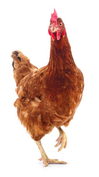 brown hen isolated on white, studio shot - Photo, Image