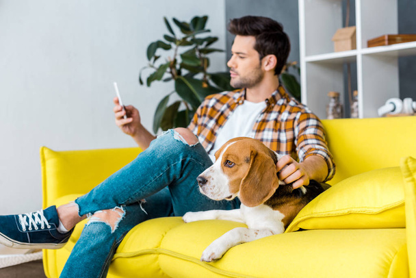selective focus of beagle dog and man with smartphone - Foto, Imagem