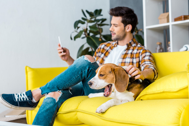 selective focus of yawning beagle dog and man with smartphone - Fotó, kép