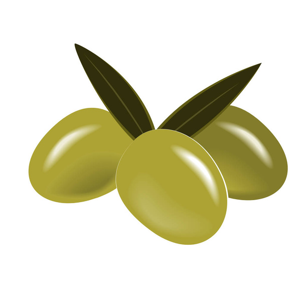 Ramo di Olive Verdi Vettoriali con Foglie Isolate su Bianco
 - Vettoriali, immagini