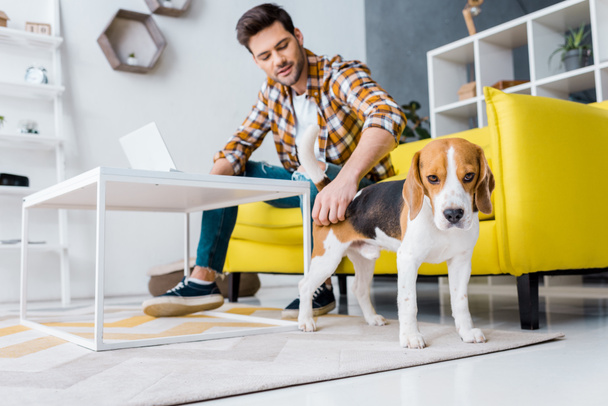 selective focus of freelancer working on laptop in living room with beagle dog  - Fotó, kép