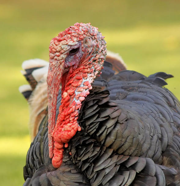 Close-Up Turkey Head - Photo, Image