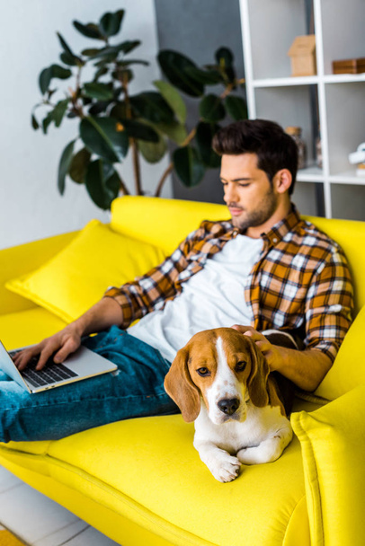 かわいいビーグル犬とリビング ルームのソファの上のラップトップを持つ男 - 写真・画像
