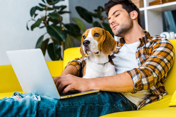 ビーグル犬が付いている黄色いソファーでノート パソコンを使用してハンサムな若い男 - 写真・画像