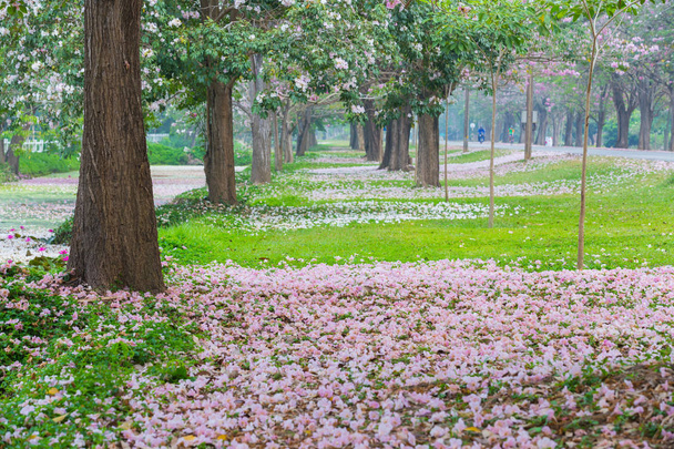 Parco lungo la strada coperto di ciliegi petali rosa
 - Foto, immagini