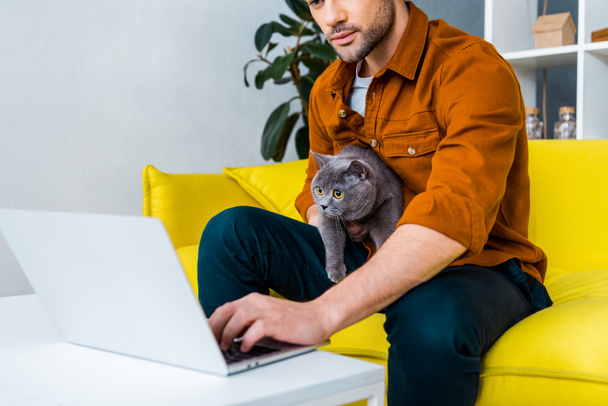 bell'uomo che usa il computer portatile sul divano con gatto pantaloncini britannico
 - Foto, immagini