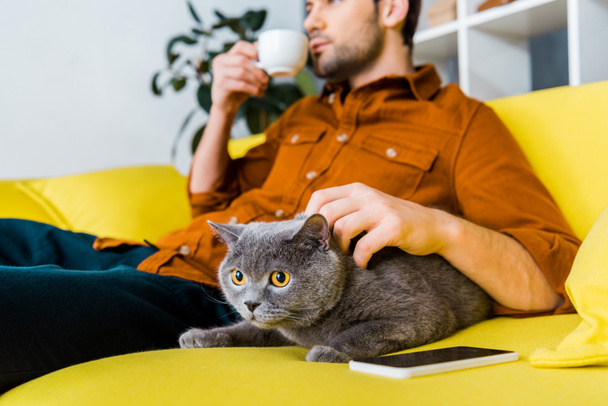 enfoque selectivo de teléfono inteligente, gato británico de taquigrafía y el hombre con café en el sofá
  - Foto, Imagen