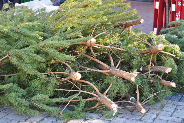 Cutted πεύκα χριστουγεννιάτικα δέντρα προς πώληση. Επιλέξτε το τέλειο χριστουγεννιάτικο δέντρο. - Φωτογραφία, εικόνα