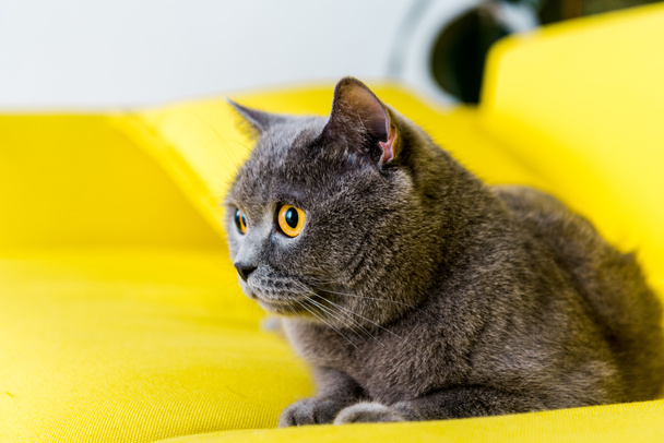 γκρι Βρεταννόs στενογραφία γάτα ξαπλωμένη στον καναπέ κίτρινο - Φωτογραφία, εικόνα