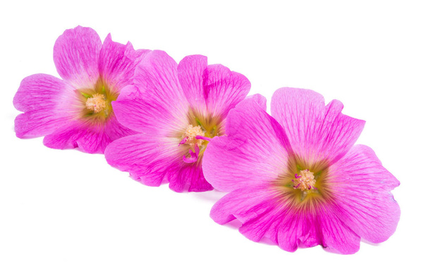 flor de malva rosa aislada sobre fondo blanco - Foto, imagen