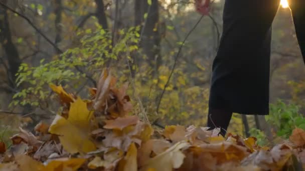 Portrait of young caucasian curly-haired woman walking in sunny autumnal park and dancingly gathering leaves. - Video, Çekim