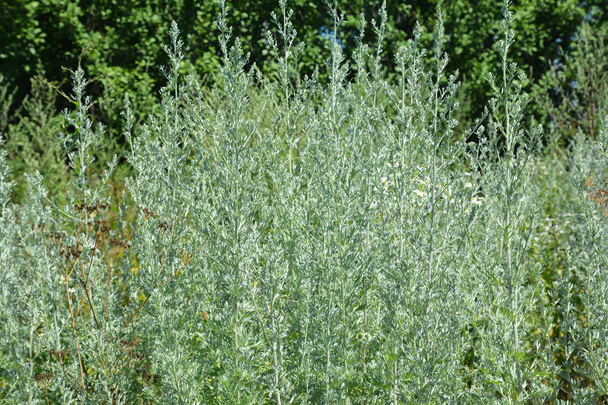 Wermut oder Artemisia absinthium (Absinth, Absinthium, Absinth Wermut, Großer Wermut, Wermut) grüne Samen für die pflanzliche Medizin. - Foto, Bild