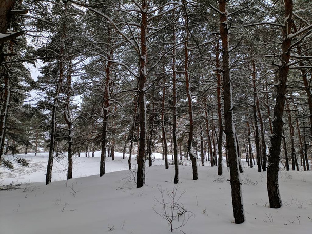 winter landscape in the forest, pines in deep snow, a lot of snow on the branches - Foto, immagini