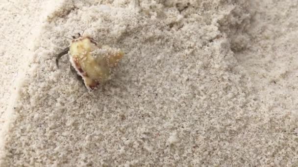 a small hermit crab with a shell walking or crawling on a white sandy beach on a Philippines for travel and holiday stories on tropical islands. - Záběry, video