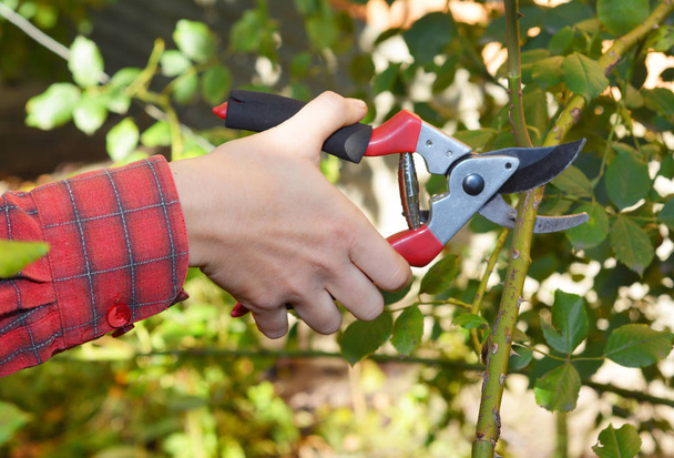 Bahçıvan el budama gül Bahçe budama makası ile tırmanma  - Fotoğraf, Görsel