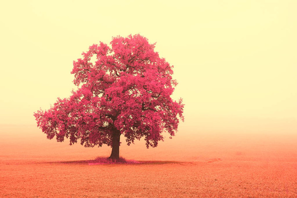 Beau paysage abstrait avec arbre solitaire inhabituel parmi les champs en automne dans le brouillard
 - Photo, image