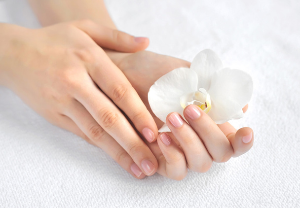 Belle mani donna con fiore di orchidea bianca
 - Foto, immagini