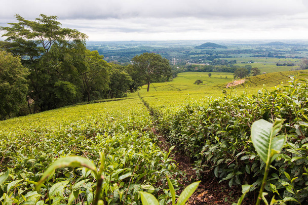 Gyönyörű zöld tea ültetvényeket a Malawi Mulanjei. - Fotó, kép