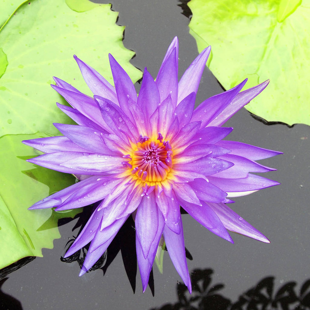 Purple day blooming water lily amid beautiful green lily pads - Photo, Image