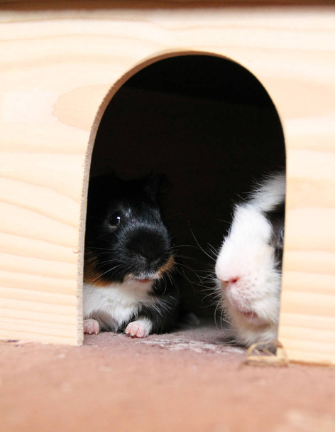 geri kalan birlikte ahşap sığınakta sahip iki şirin eskiden şiling şimdi pigs - Fotoğraf, Görsel