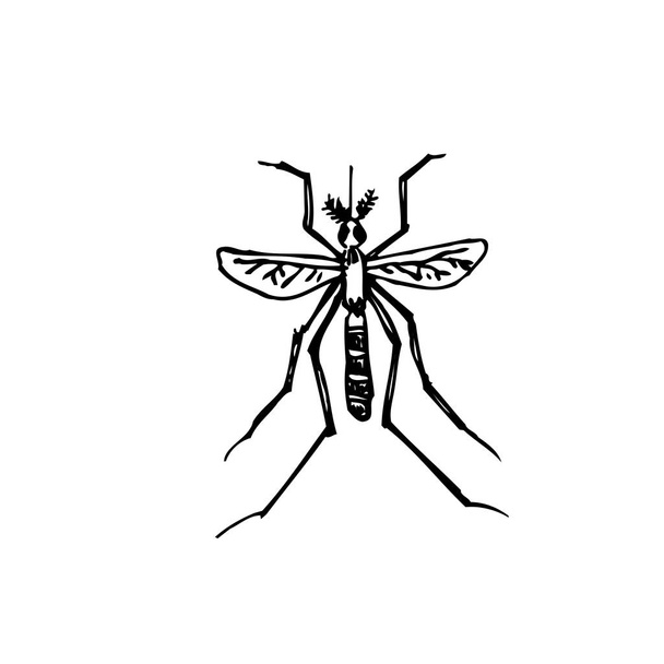 Bug sketch / Hand drawn insect illustration - vector - Вектор, зображення