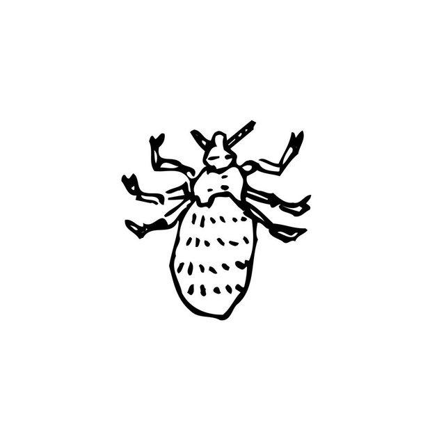 Bug sketch / Hand drawn insect illustration - vector - Vetor, Imagem