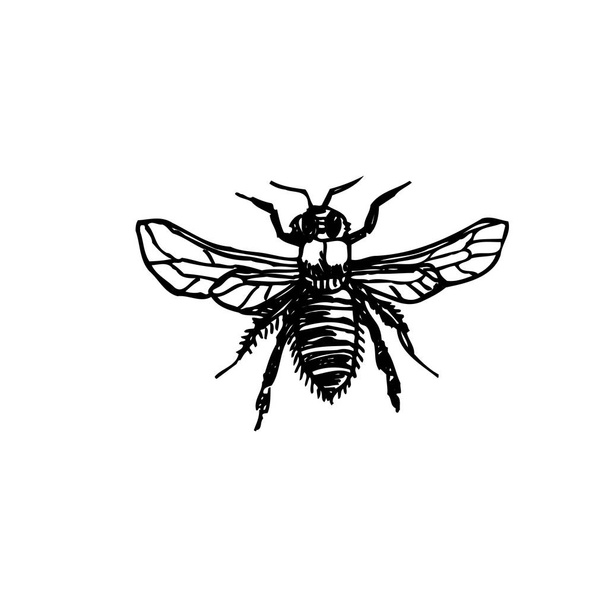 Ескіз вади / Ілюстрація намальованої рукою комахи - вектор
 - Вектор, зображення