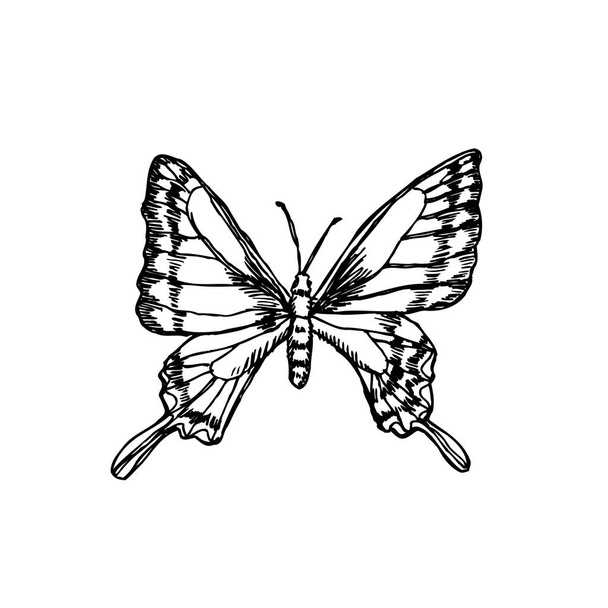 Bug sketch / Hand drawn insect illustration - vector - Vector, afbeelding