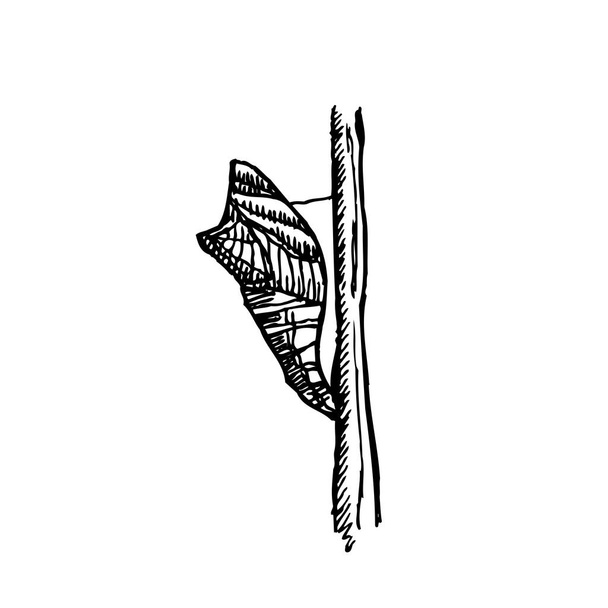 Bug sketch / Hand drawn insect illustration - vector - Wektor, obraz